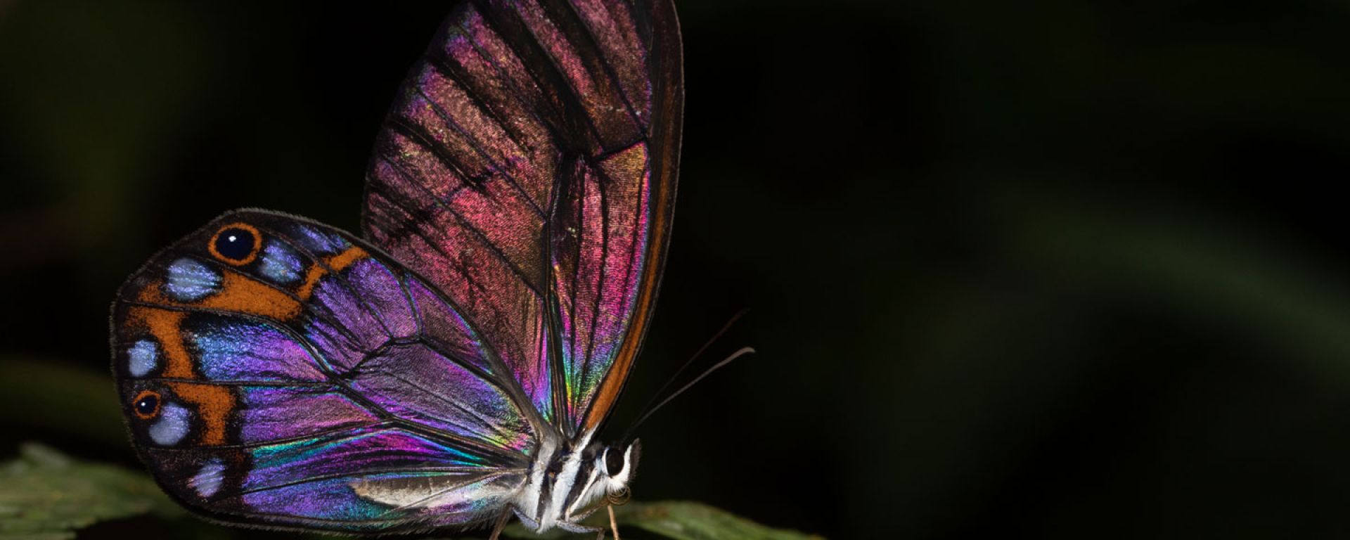 Alto de Ventanas: one of Colombia's first habitat banks focused exclusively on restoration