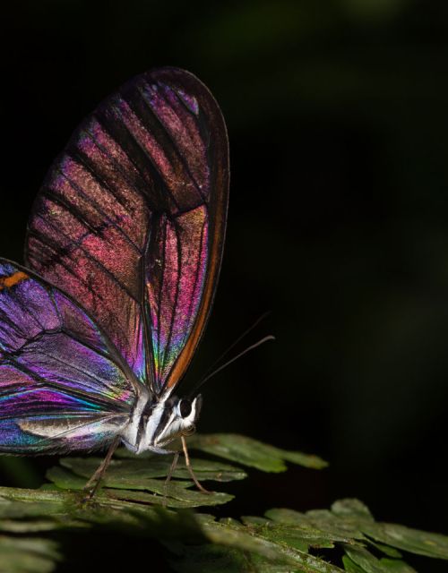 Alto de Ventanas: one of Colombia's first habitat banks focused exclusively on restoration