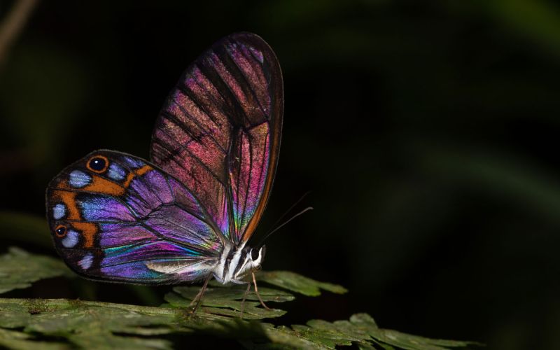 Alto de Ventanas: one of Colombia's first habitat banks focused exclusively on restoration