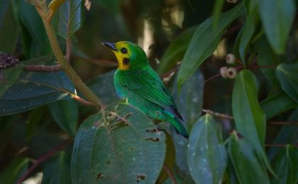 COP16: Biodiversity markets: enhancing financial and social sustainability of conservation projects