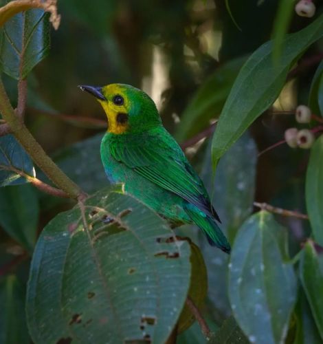 COP16: Mercados de biodiversidad para la sostenibilidad financiera y social de los proyectos