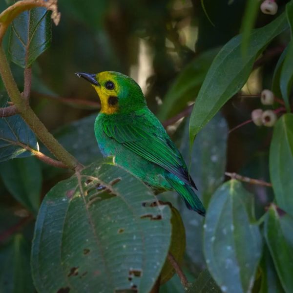 Talk to us today about biodiversity markets and how they can support your conservation projects.