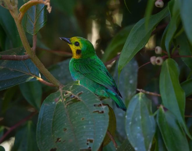 COP16: Biodiversity markets: enhancing financial and social sustainability of conservation projects