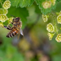 From COP28 to COP16: The critical link between climate action and biodiversity