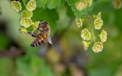 From COP28 to COP16: The critical link between climate action and biodiversity