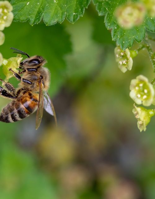 From COP28 to COP16: The critical link between climate action and biodiversity