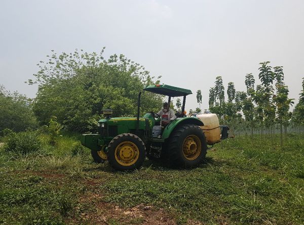 Reforestation with Teak