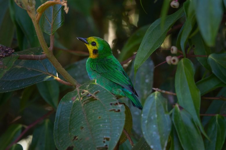 <p>Chlorochrysa nitidissima</p>