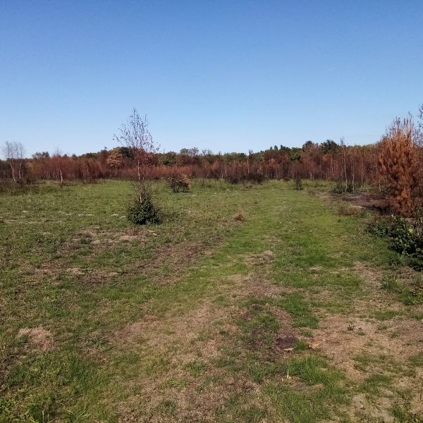 France forest restoration 